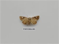 藏品(夜蛾609)的圖片